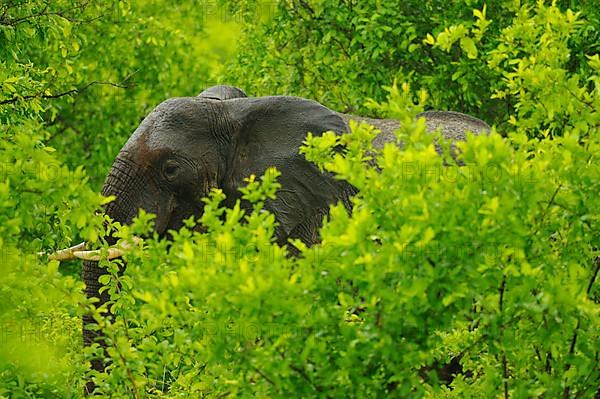 African elephant