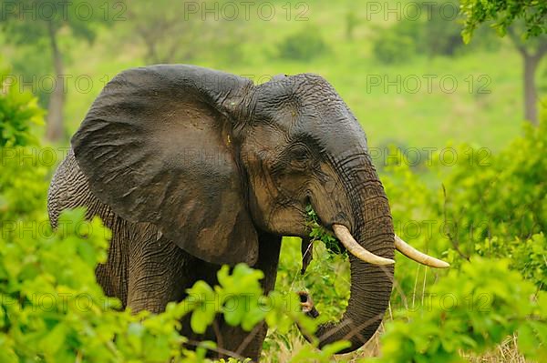 African elephant