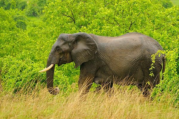 African elephant