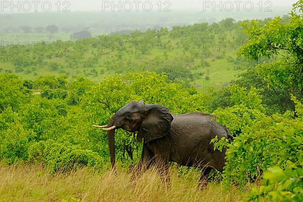 African elephant