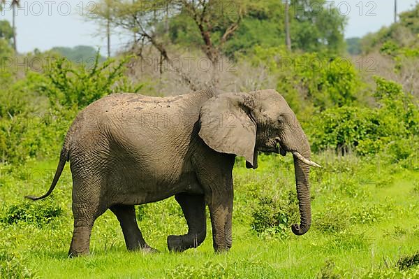 African elephant