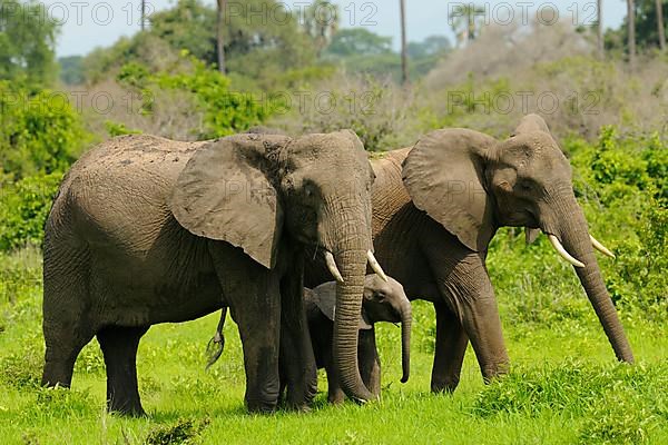 African elephant