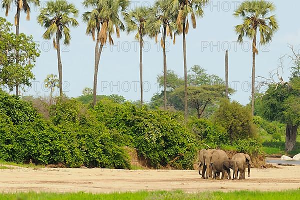 African elephant