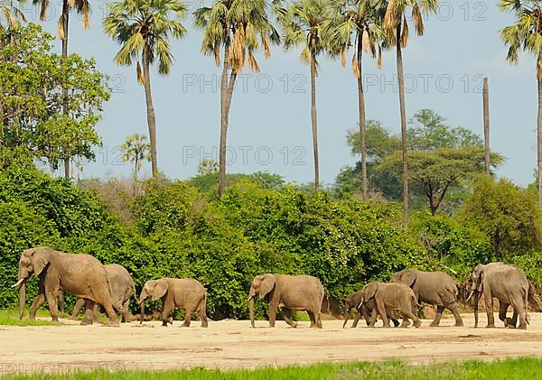 African elephant