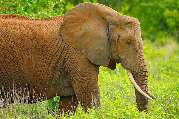 African elephant