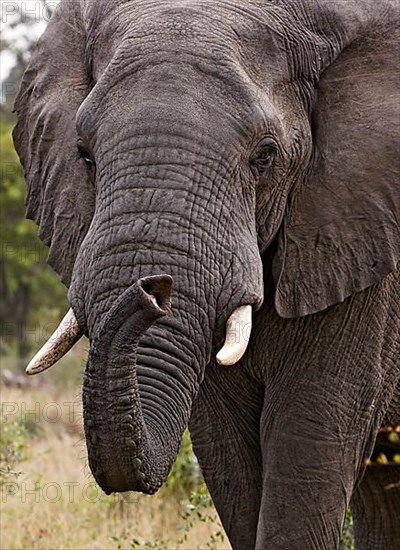 African elephant