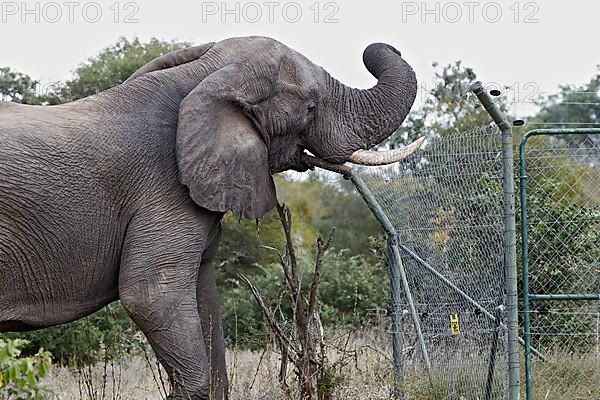 African elephant