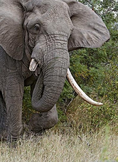 African elephant