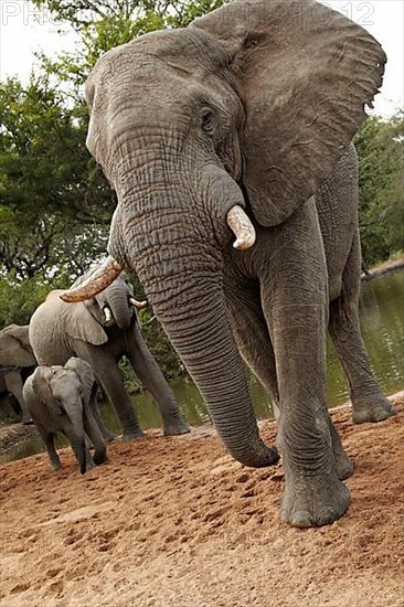 African elephant