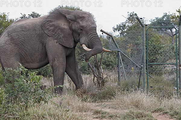 African elephant