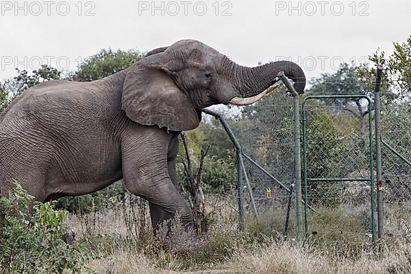 African elephant