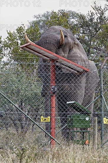 African elephant