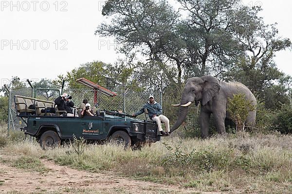 African elephant