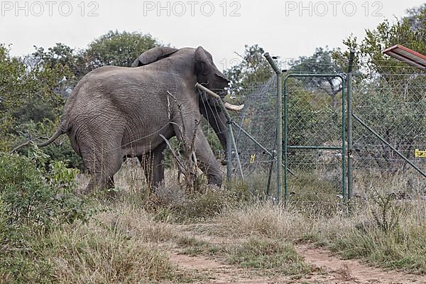 African elephant