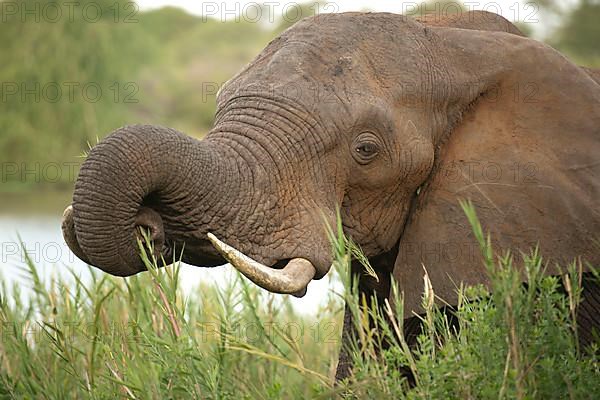 African Elephant