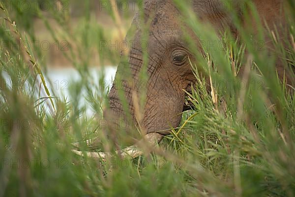 African Elephant