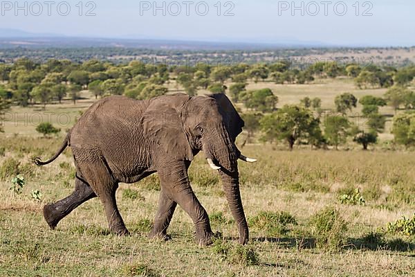 African elephant