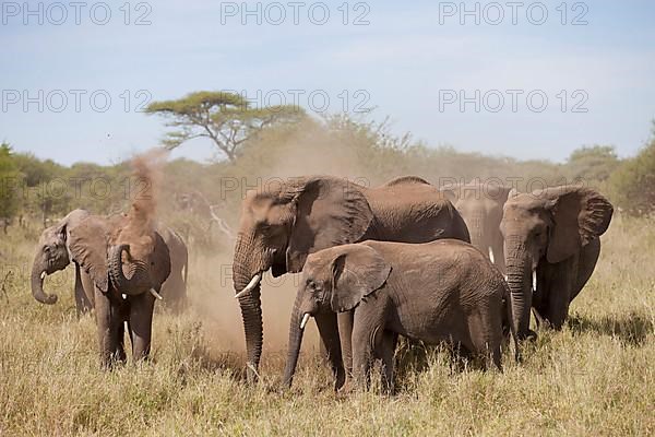 African elephant