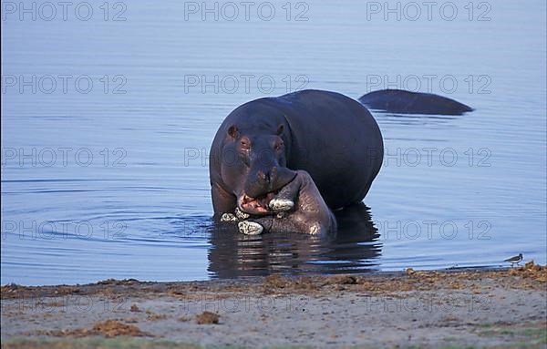 Hippopotamus