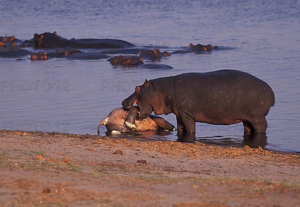 Hippopotamus