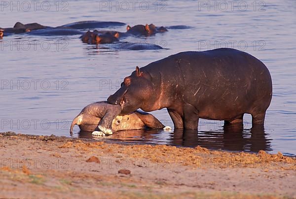 Hippopotamus