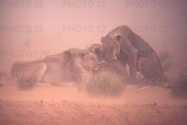 African Lion Niche Lion Niche lions