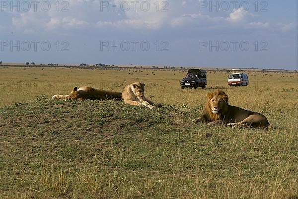 African Lion