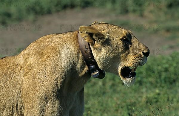 African Lion Niche Lioness