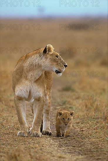African Lioness Lioness lion