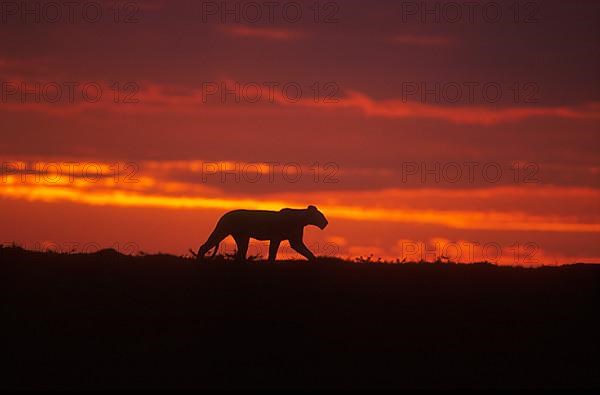 African Lion Niche Lioness Lion