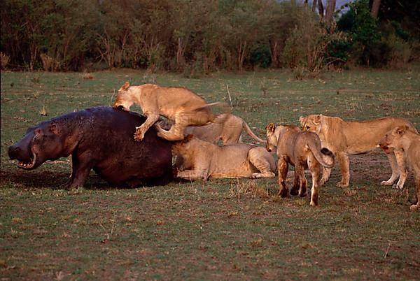 African Lion Niche Lioness lion