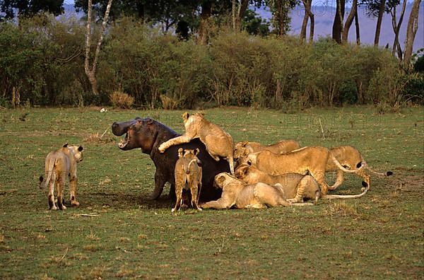 African Lion Niche Lioness lion