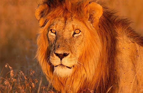 African Lion Male Lion Male in evening light