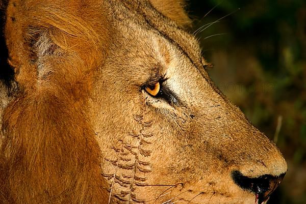 African Lion