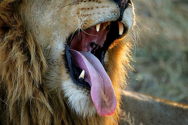 African Lion Niche Lion Close-up of adult male yawning