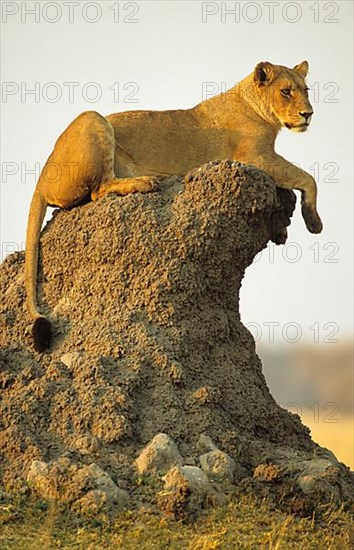 African Lioness Lioness lion