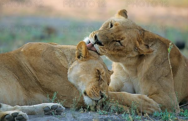 African Lion Niche Lion Niche lions