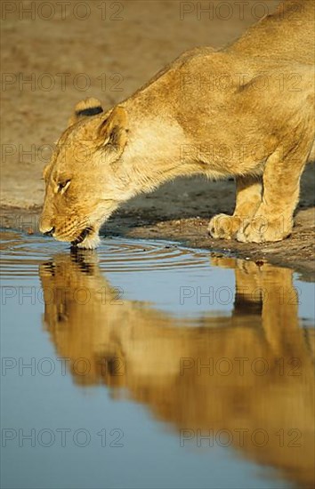 African Lion Niche Lion niche lions