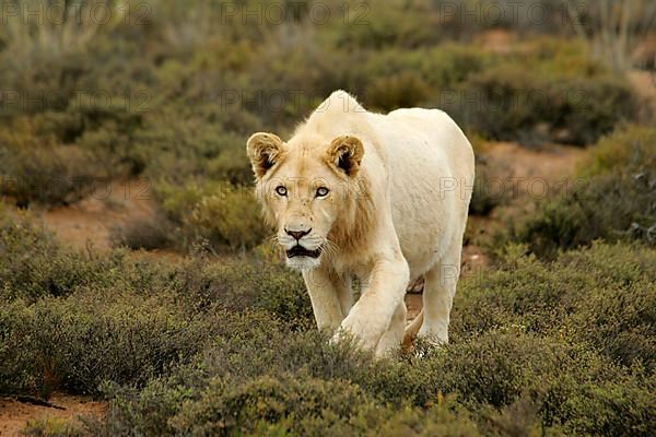 African lion white lion Lion white lion