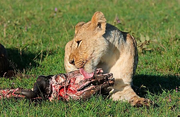 African lion fish Lion feeding