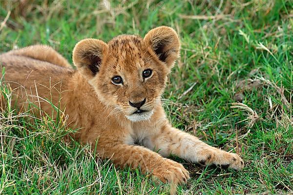 African lion cub Lion close-up of cub