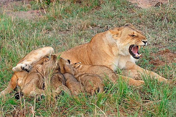 African lion cubs Lion adult female suckling cubs