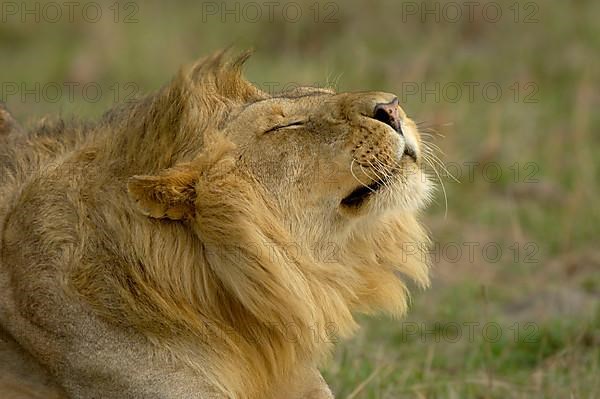 African Lion Niche Lion niche lions