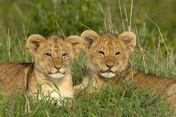 African lion cubs Lion cubs