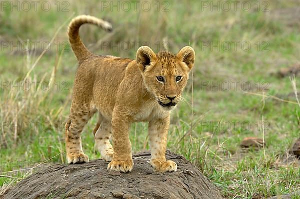 African lion cub Lion cub