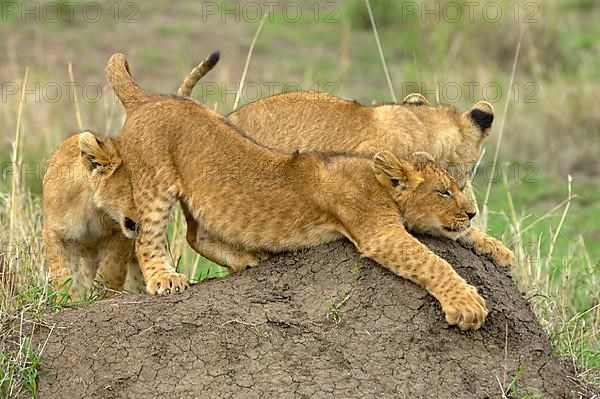 African lion cubs Lion cubs