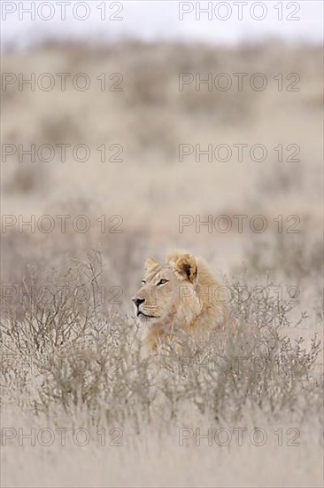 African lion urchin Lion urchin