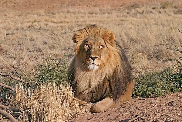 African lion-maned Lion