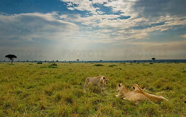 African Lion Lion