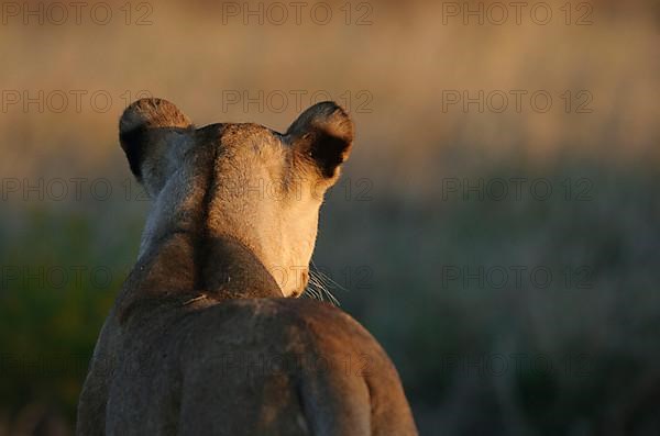 African Lion Niche Lion Niche lions